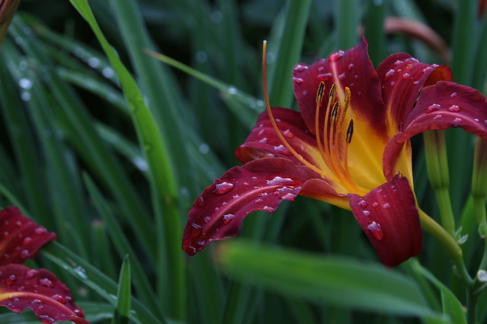 Photograph by АЛЛА ТАРАСЕНКО