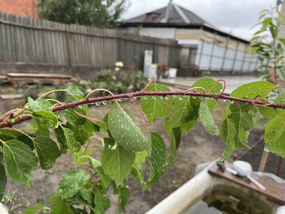 Photograph by Анатолий Протасов