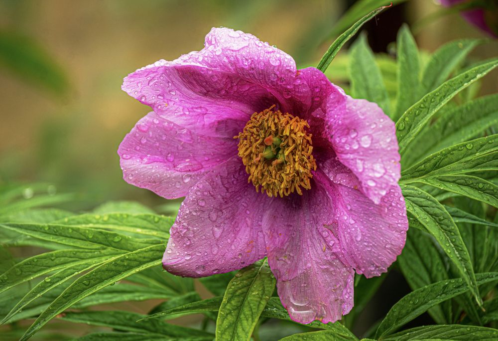 Photograph by Ольга Дерябина