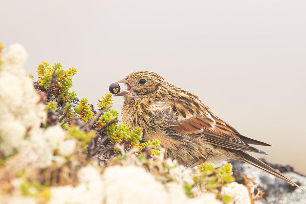 Photograph by Alexei Kriptozoy