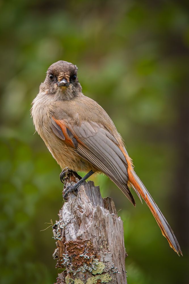 Фотография автора Alexei Kriptozoy