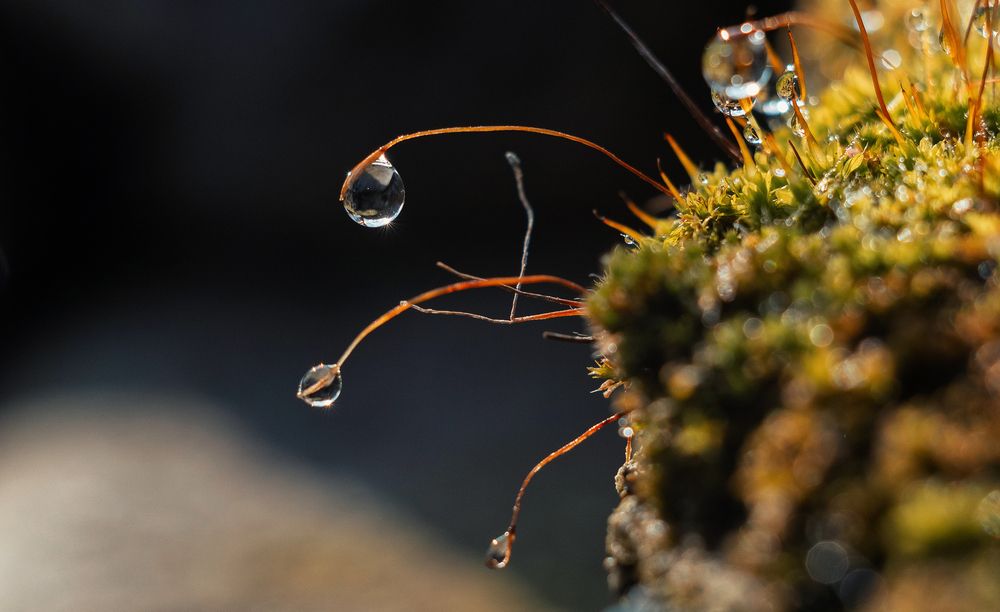 Photograph by Щербак Анатолий