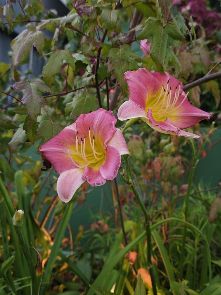 Photograph by Елена Шоколенко