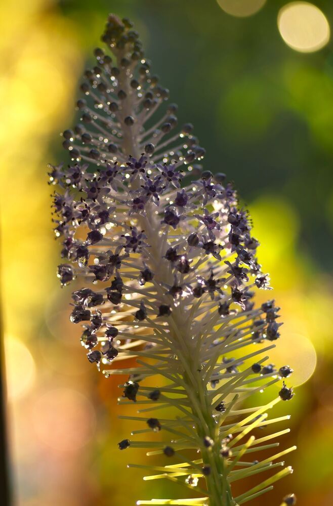 Photograph by Merav Zuberman Perkal