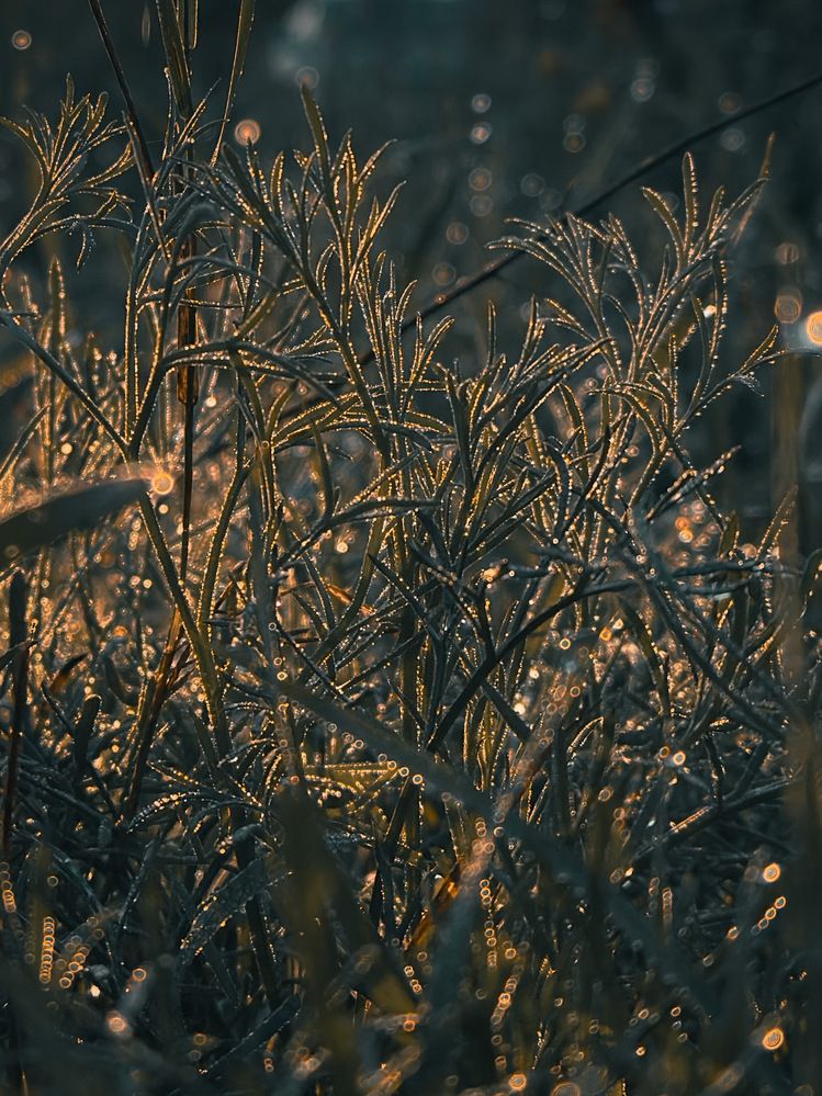 Фотография автора IRA CHUDAKOVA