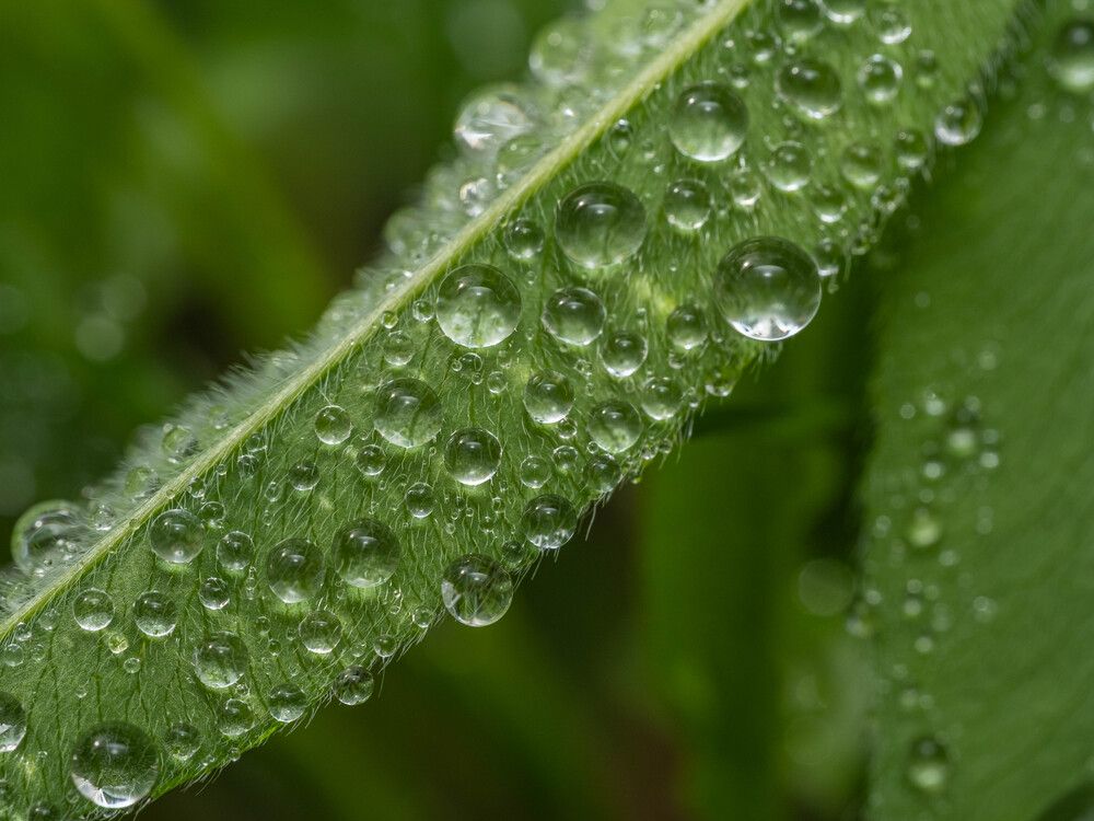 Photograph by БОРИС БЕЛКАНИЯ