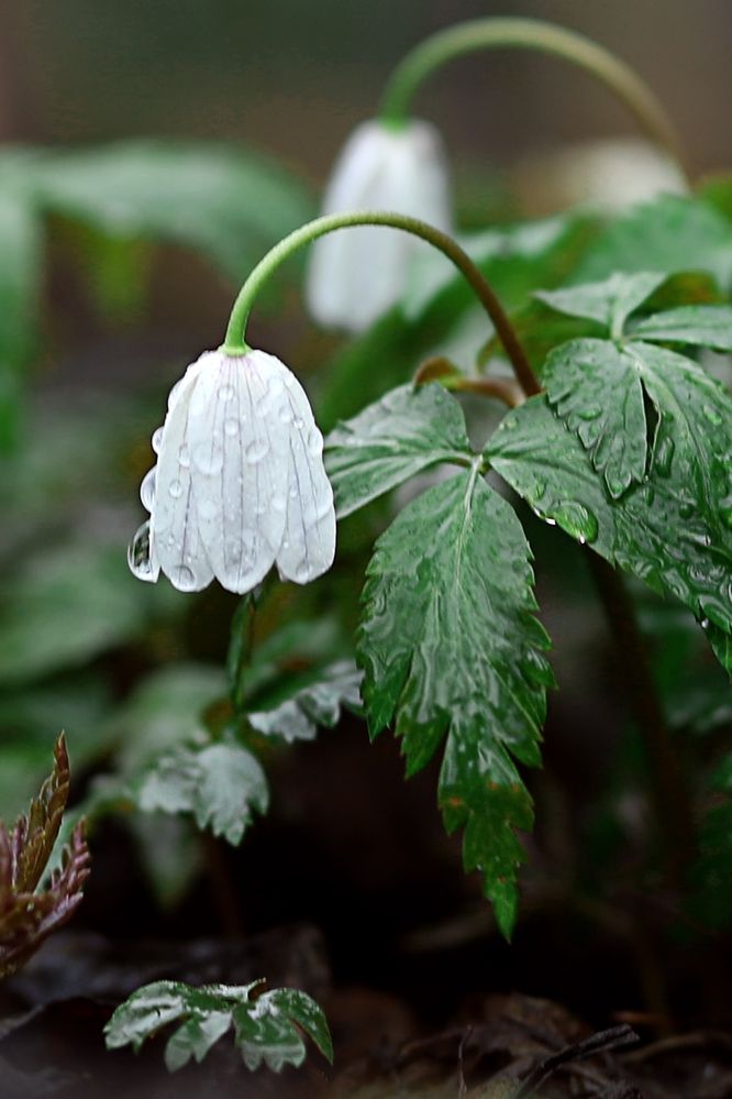 Фотография автора Светлана Цудзевич