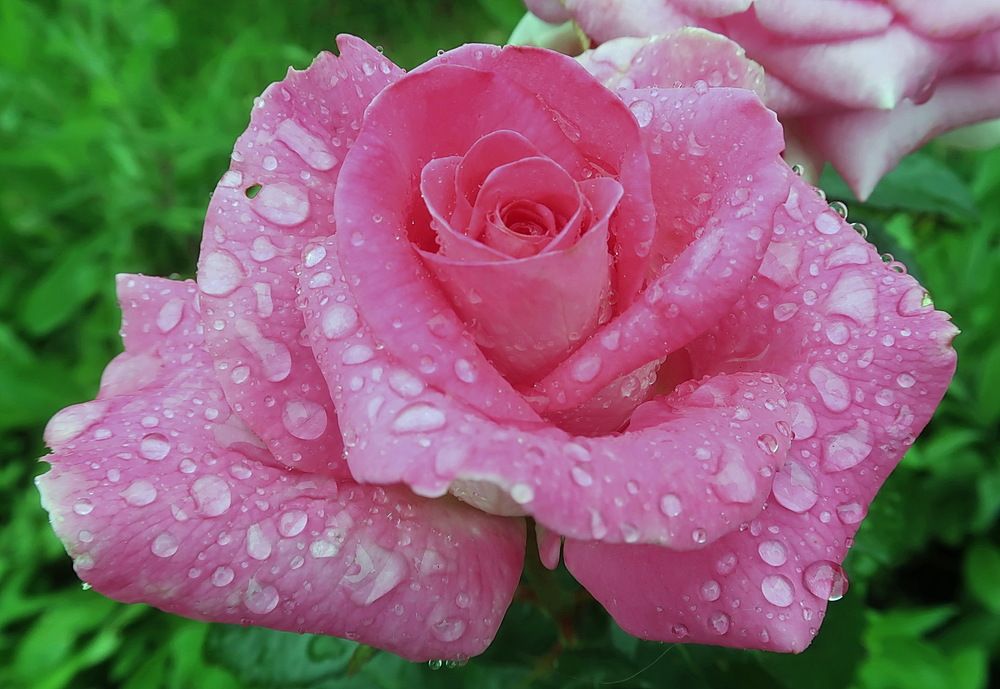 Photograph by Нина