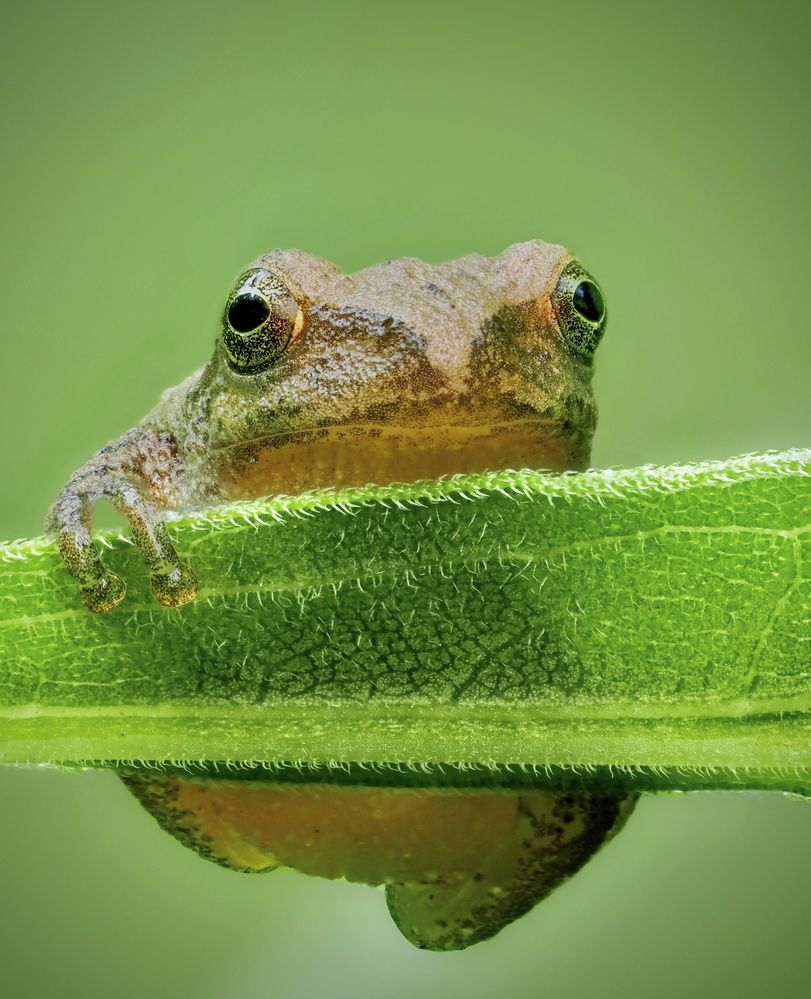 Spring peeper
