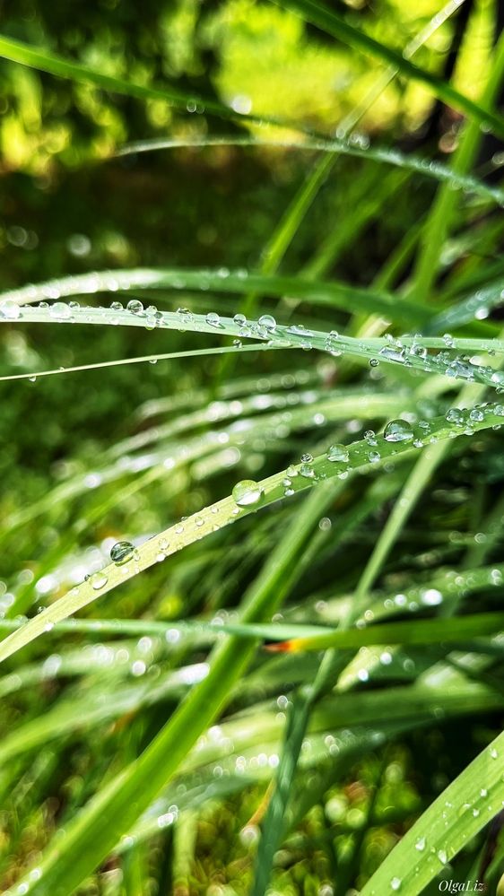 Photograph by OLGA LIZ