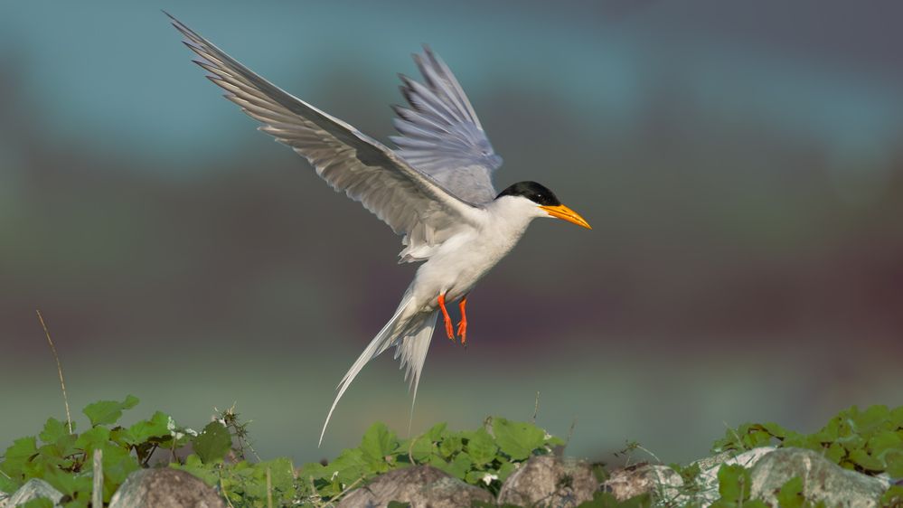 River Tern in Flying action