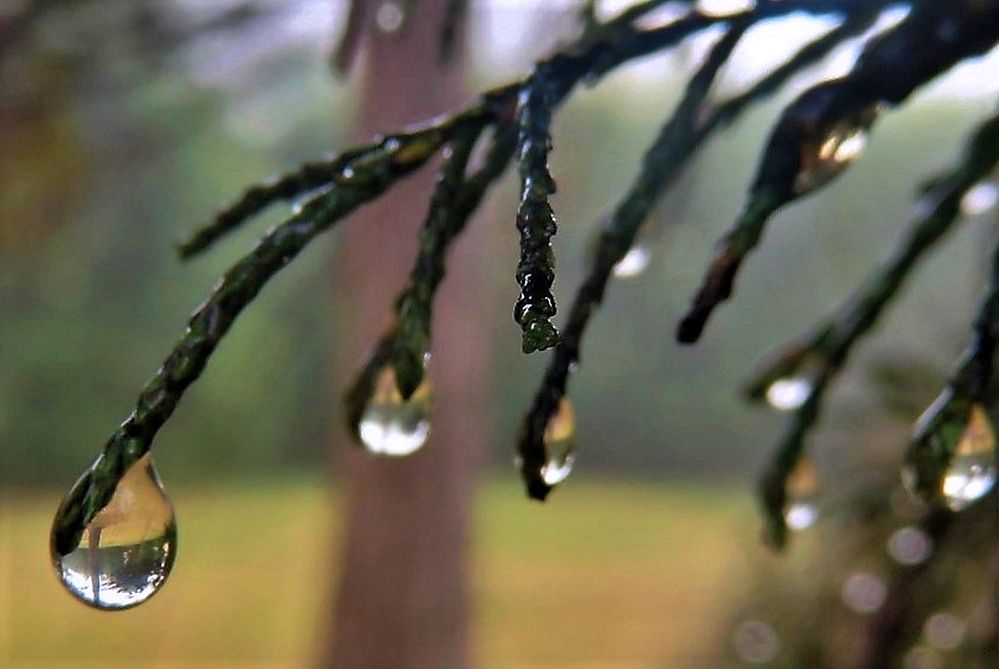 Photograph by Isabel Moreira