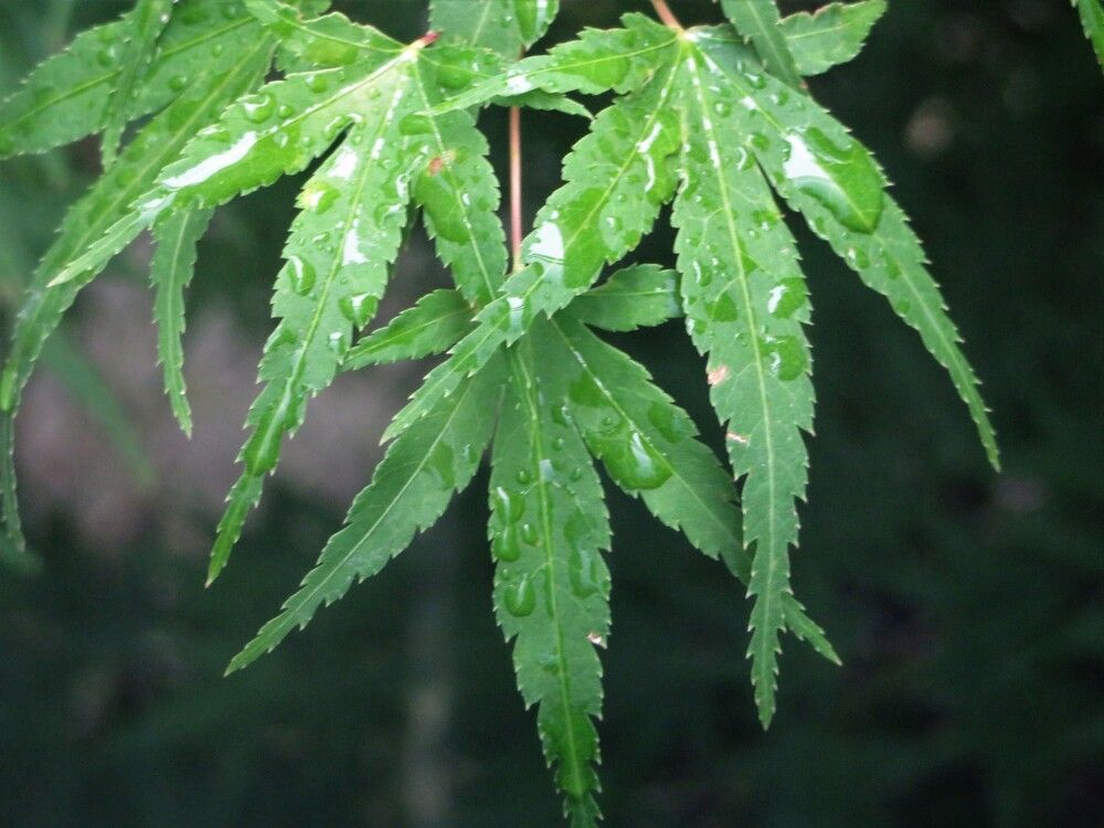 Photograph by Isabel Moreira