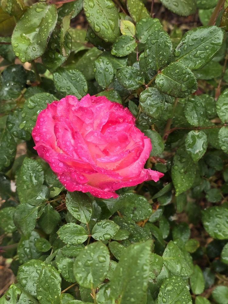 Photograph by Yulia Rotbach