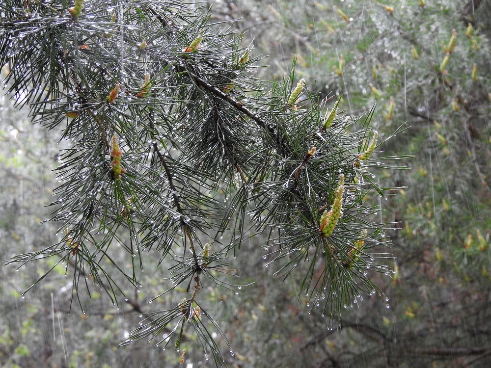 Photograph by Елена Старкова