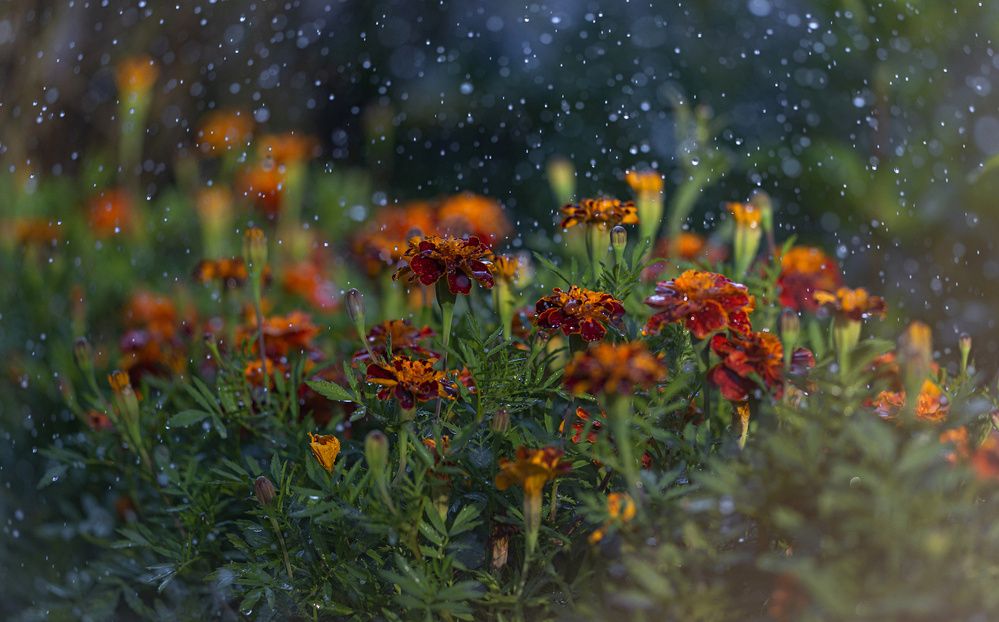 Photograph by Сергей Басов