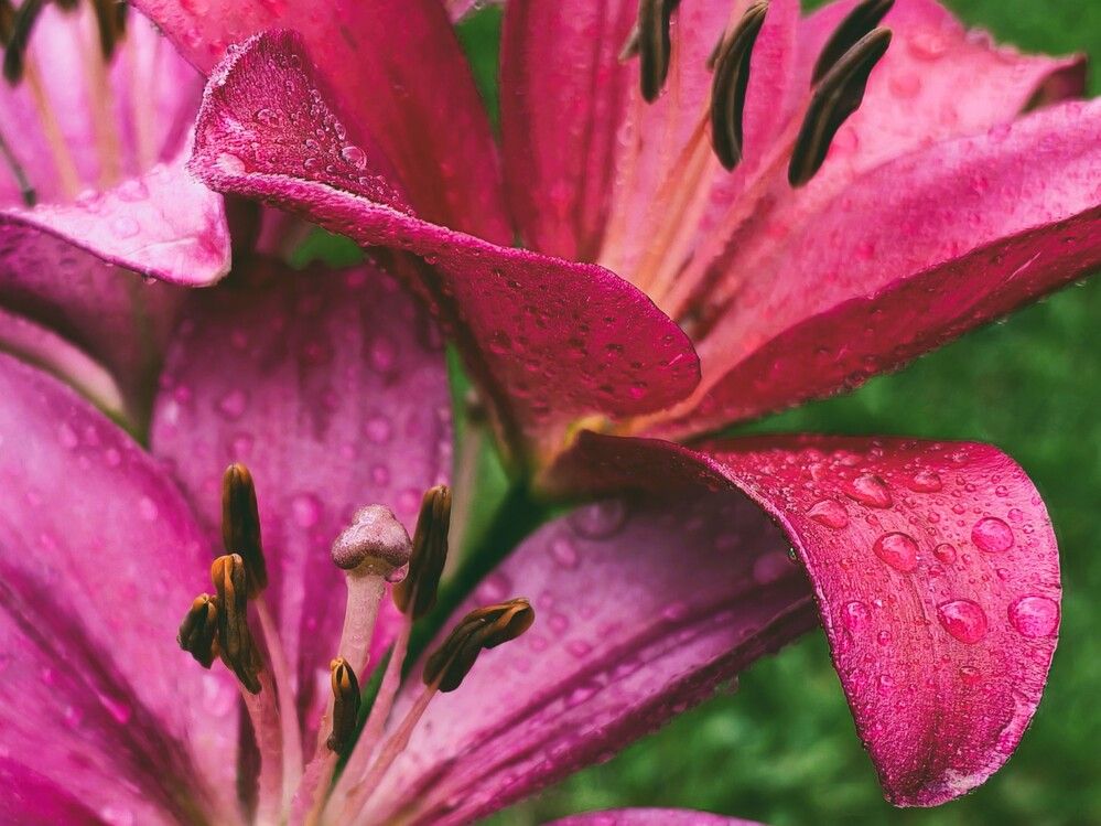 Photograph by Галина Бессуднова