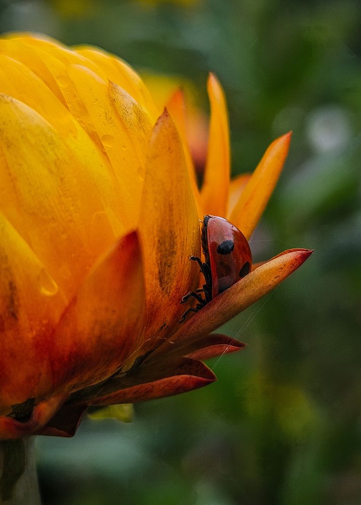 Фотография автора Кристина Альшанская