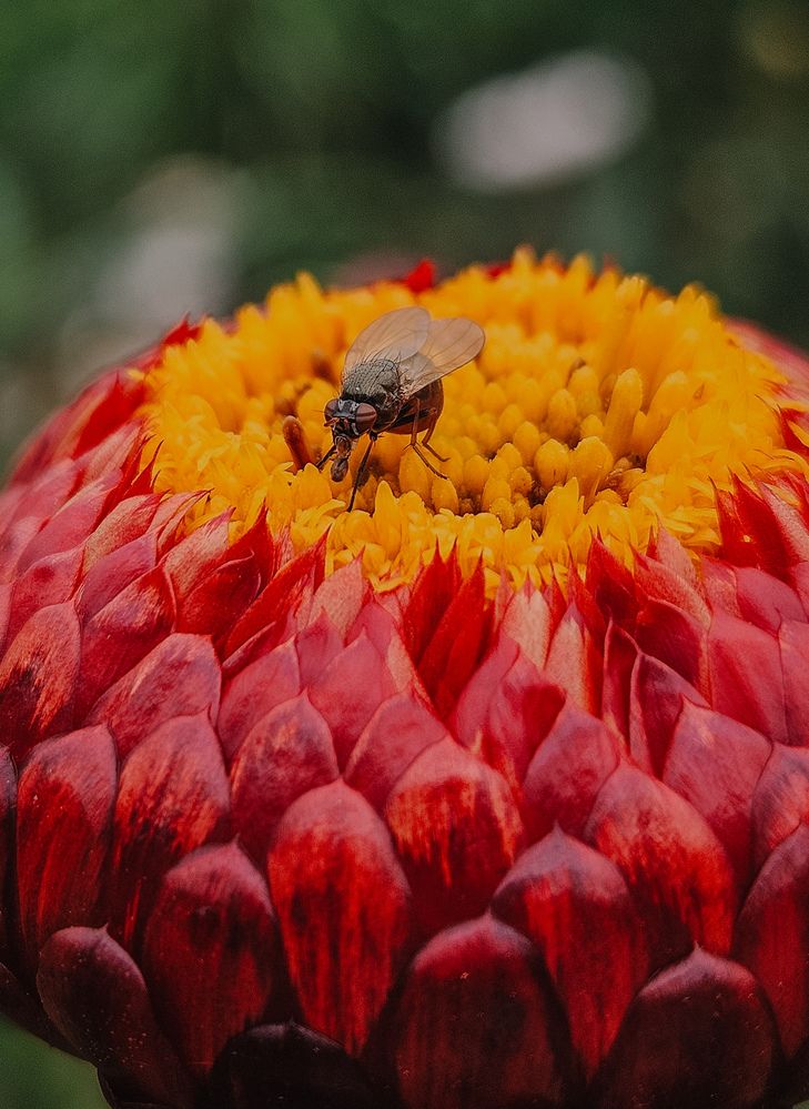 Фотография автора Кристина Альшанская