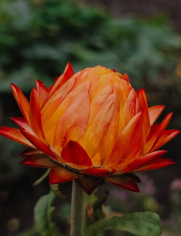 Фотография автора Кристина Альшанская