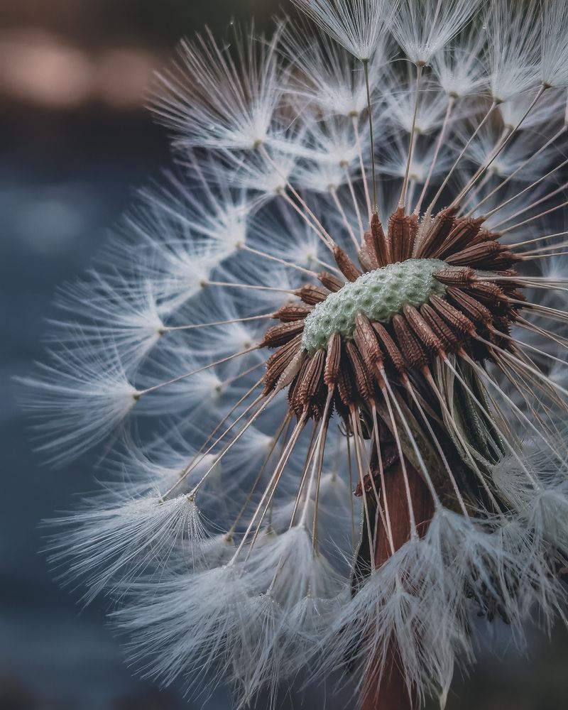 Dandelions