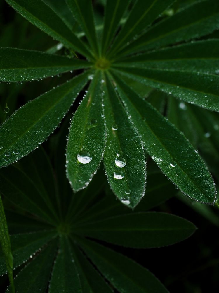 Photograph by Александра Шилова