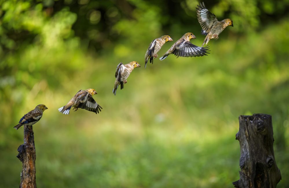 Photograph by Sara Jazbar