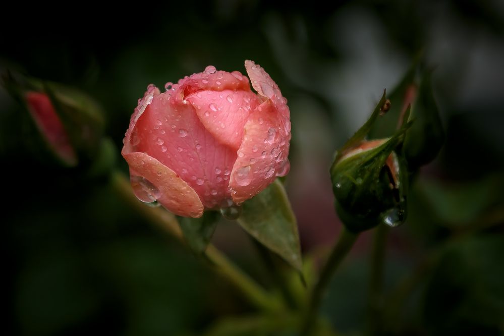 Photograph by Наталья Колеватова