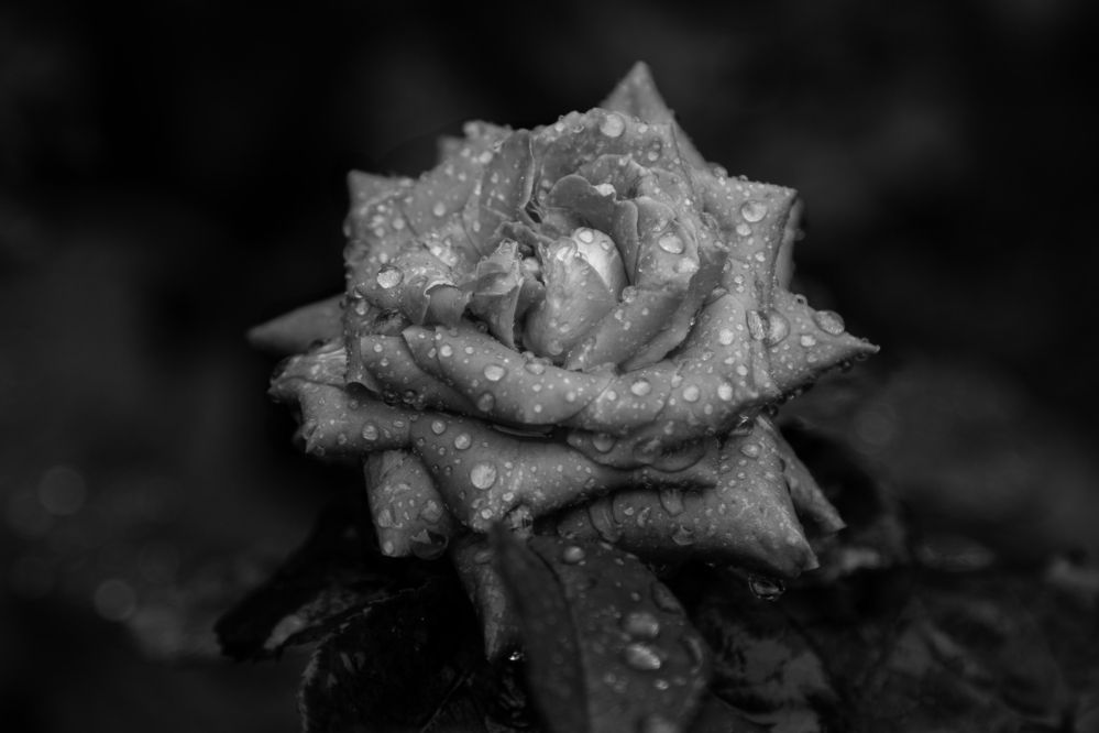 Photograph by Наталья Колеватова