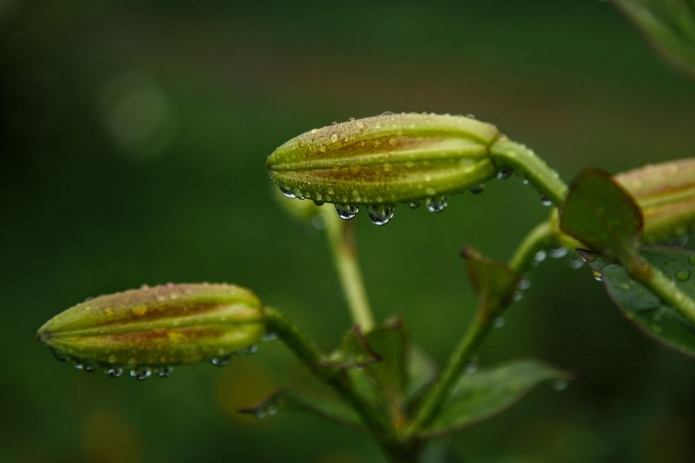 Photograph by Наталья Колеватова