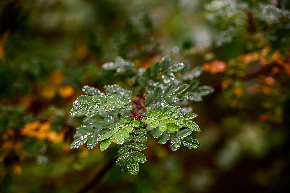 Photograph by Мария Новоселецкая