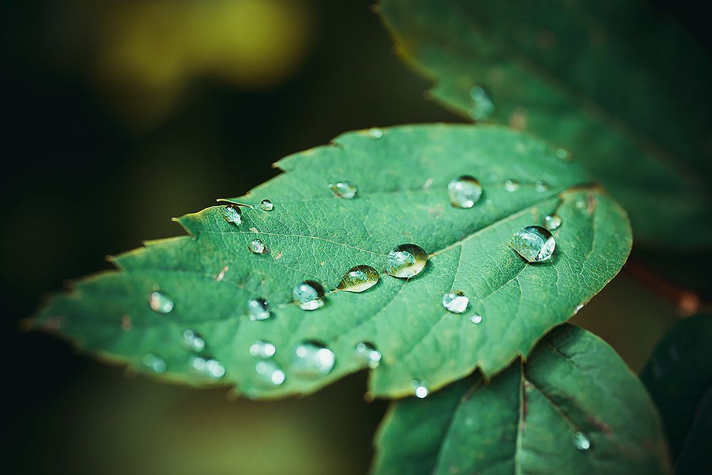 Photograph by Мария Новоселецкая