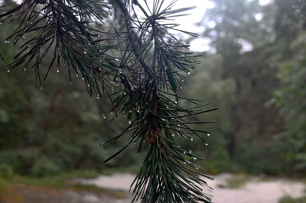 Photograph by Виктор Савельев