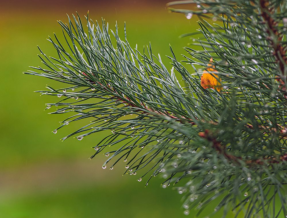 Photograph by Мария Новоселецкая