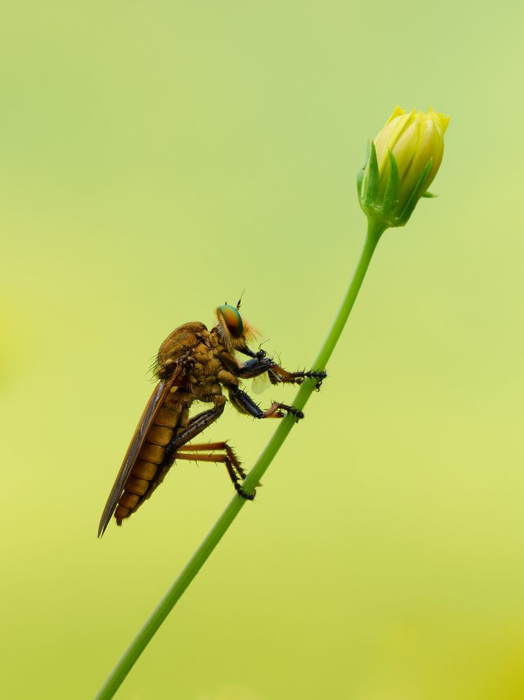 The light gleen world with robber fly