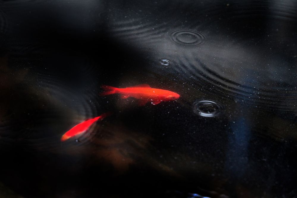 Фотография автора arman teymour