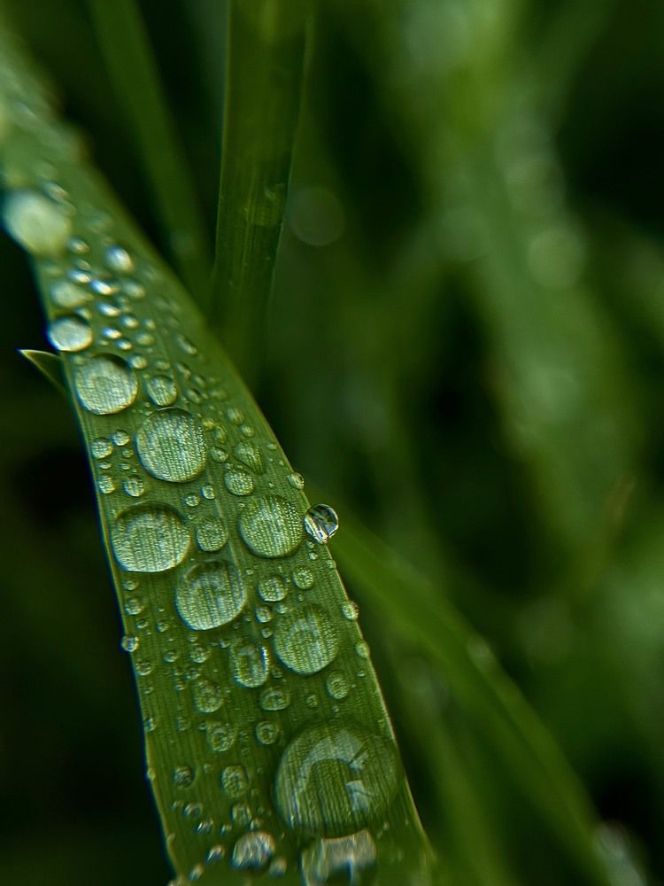 Фотография автора Елена Меньшикова