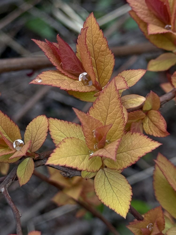 Фотография автора Елена Меньшикова