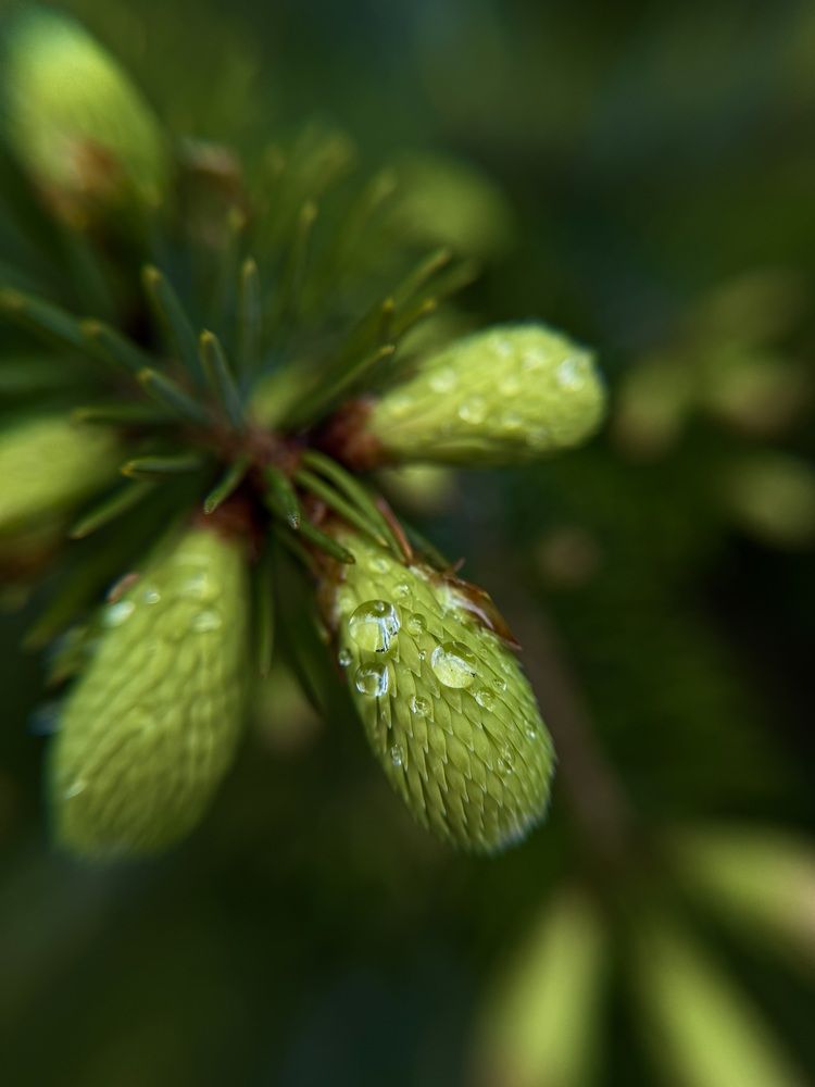 Фотография автора Елена Меньшикова