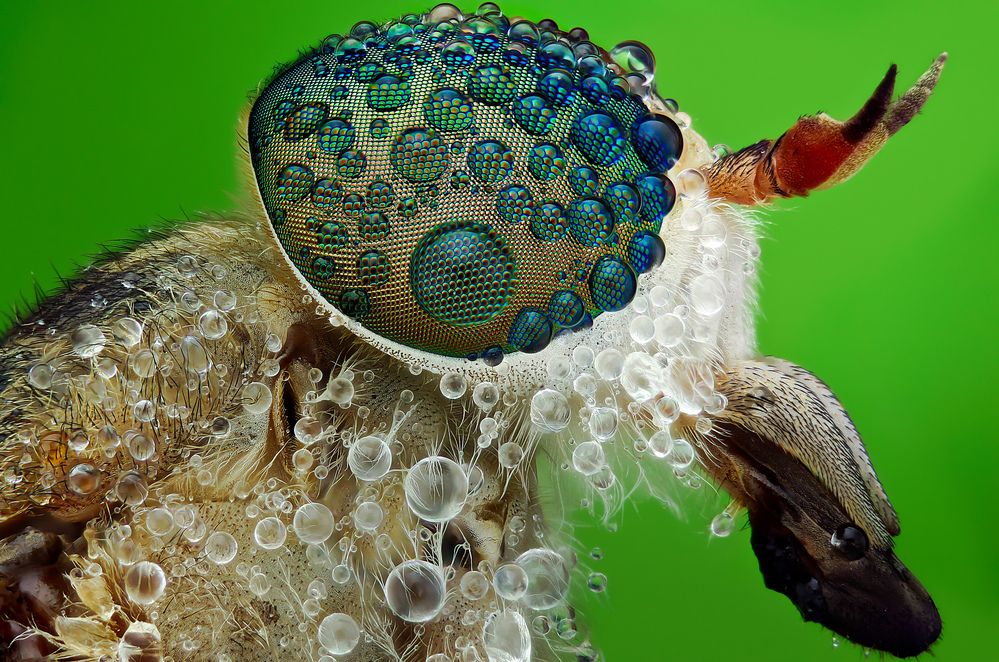 Photograph by Tran The Ngoc