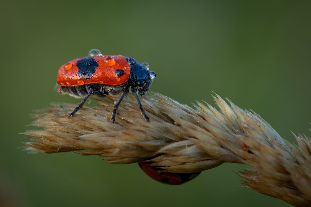 Photograph by Dmitry BESPAMIATNYI