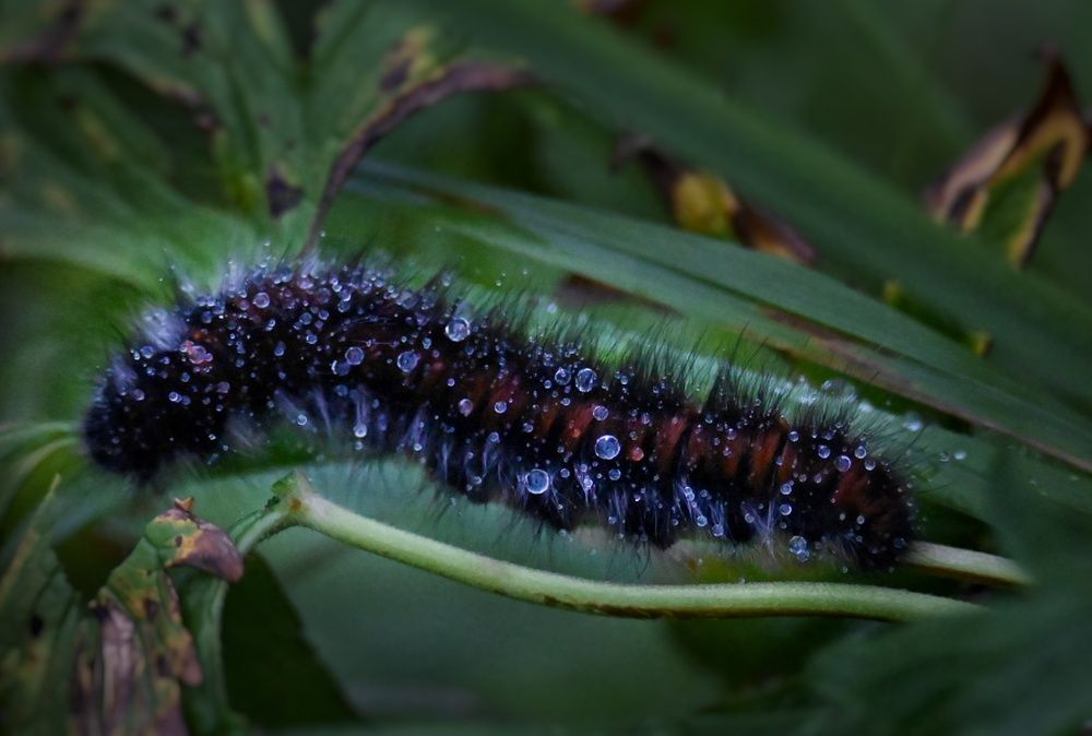 Photograph by Stella Szpinek