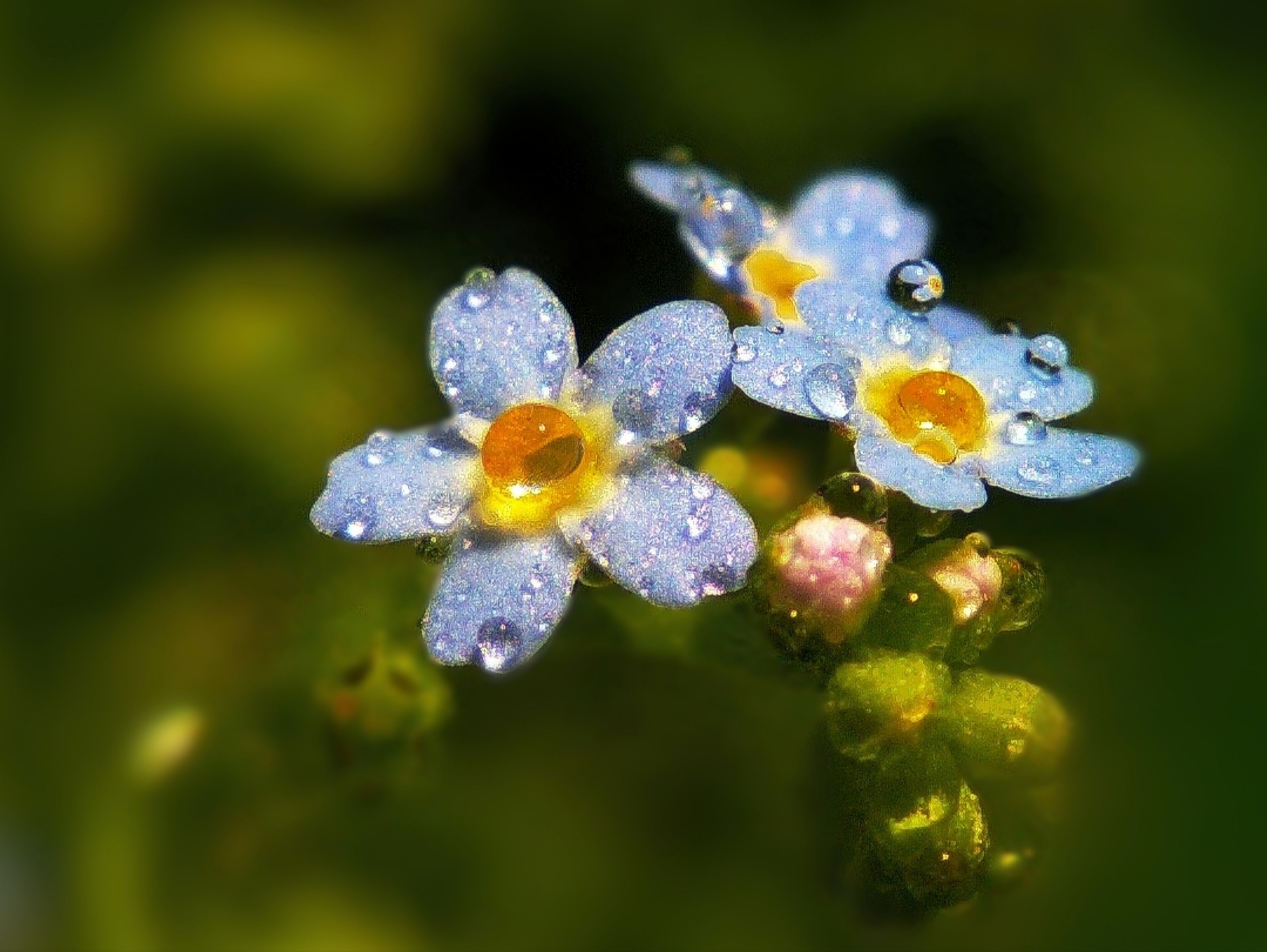 Forget Me Not