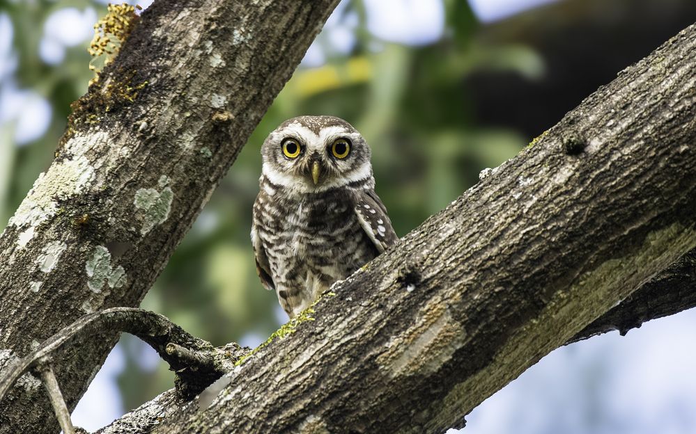 Photograph by Satish Nerlekar