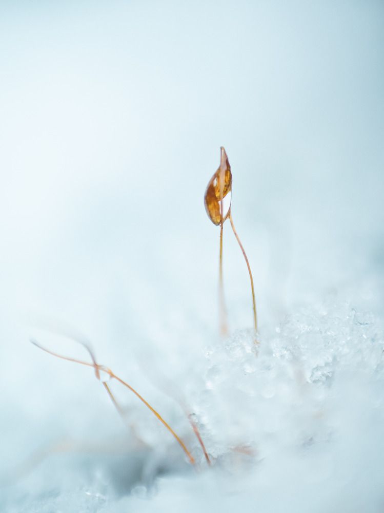 Photograph by Ирина Протченко