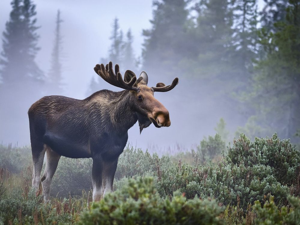 Утро туманное