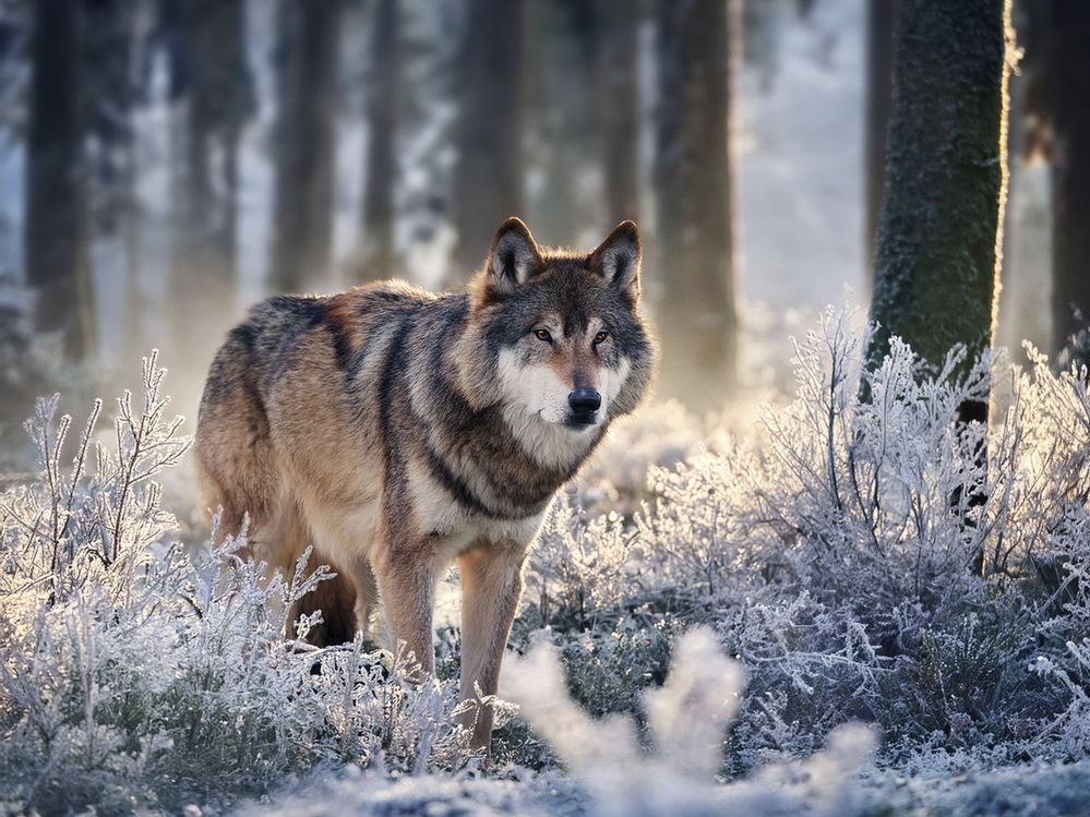 Морозное утро