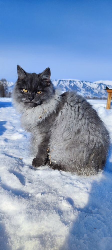Кот Буч и его Алтай