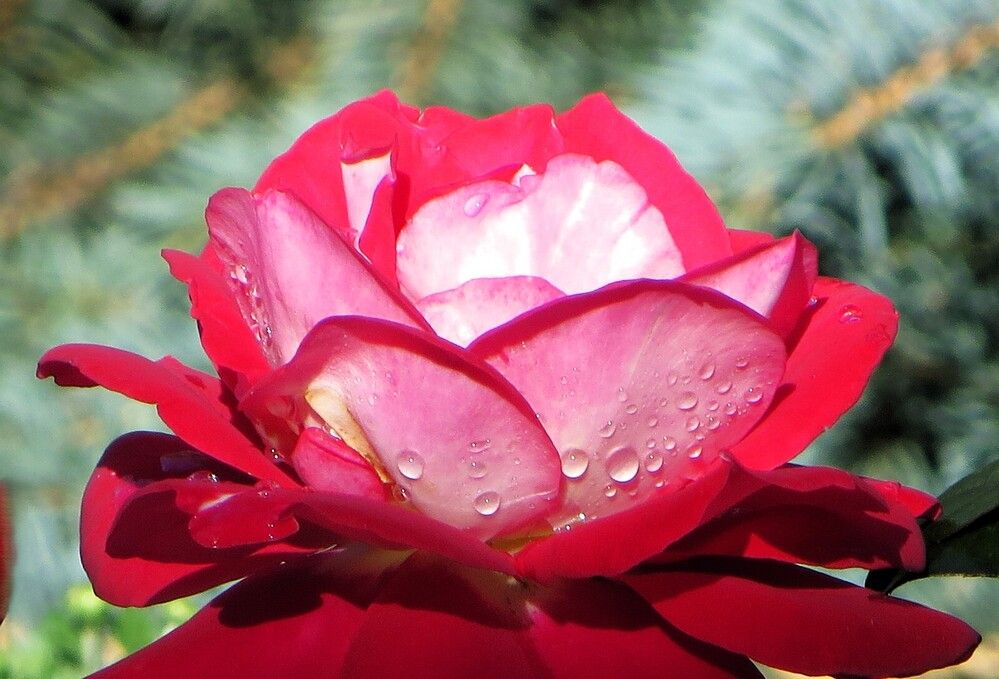 Чайная роза