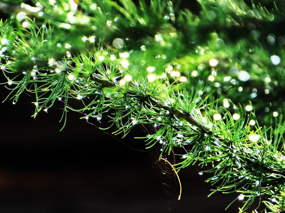 После дождя